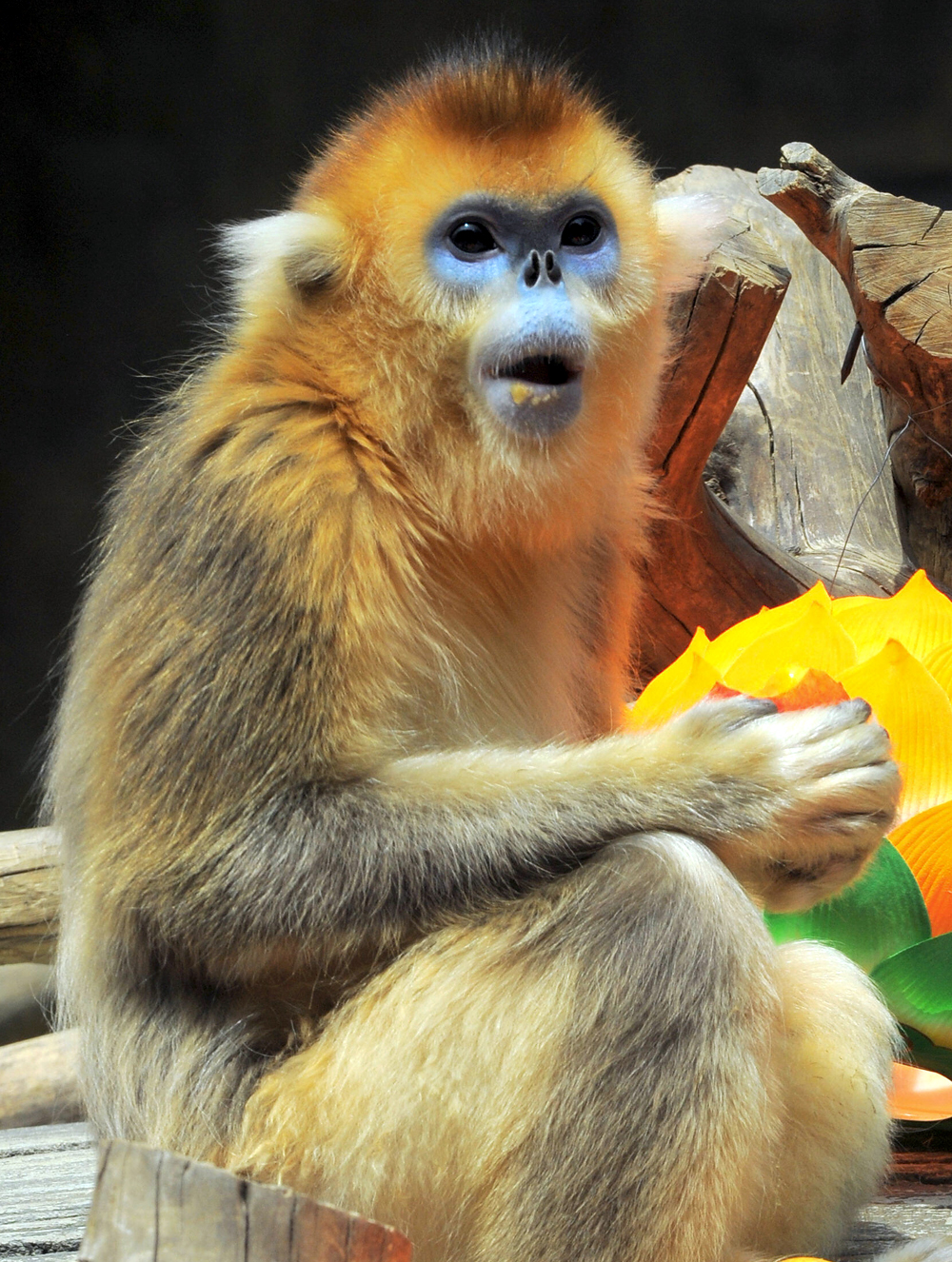 . zoo needs new simians after monkey snub