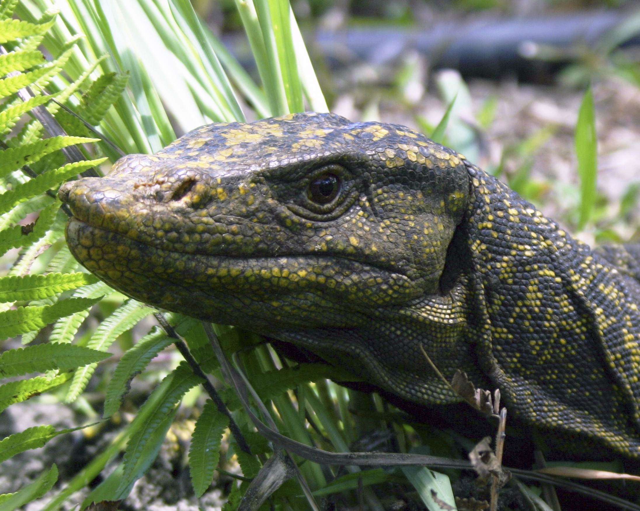 Dragon-sized lizard eluded science, until now