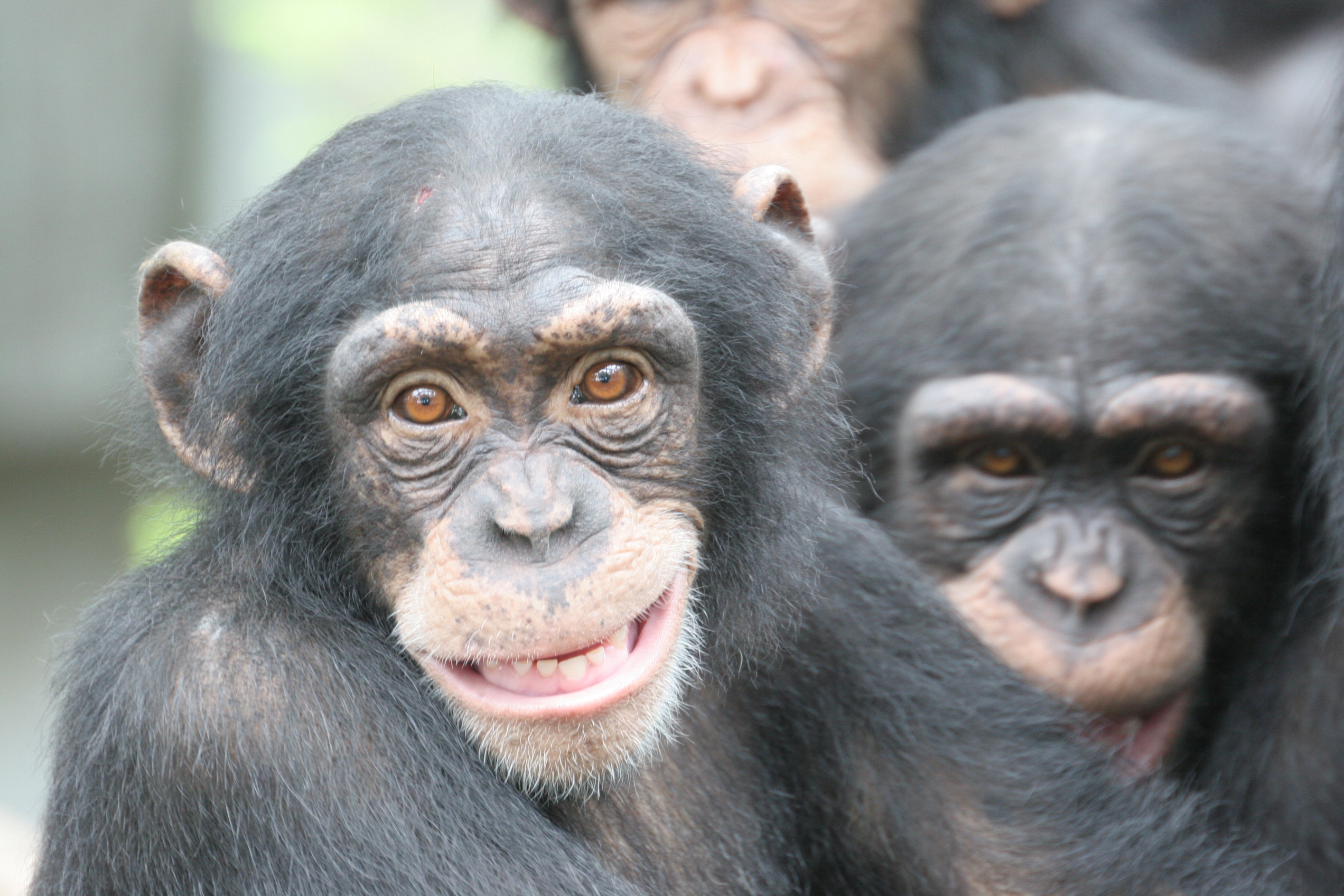 Chimp brains reveal secret of why humans are much smarter