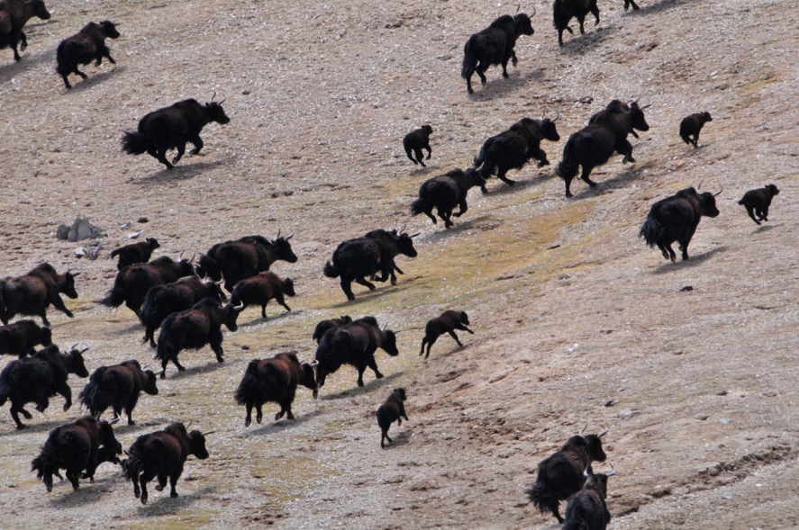 Wild yaks are back — at least in the Tibetan Plateau