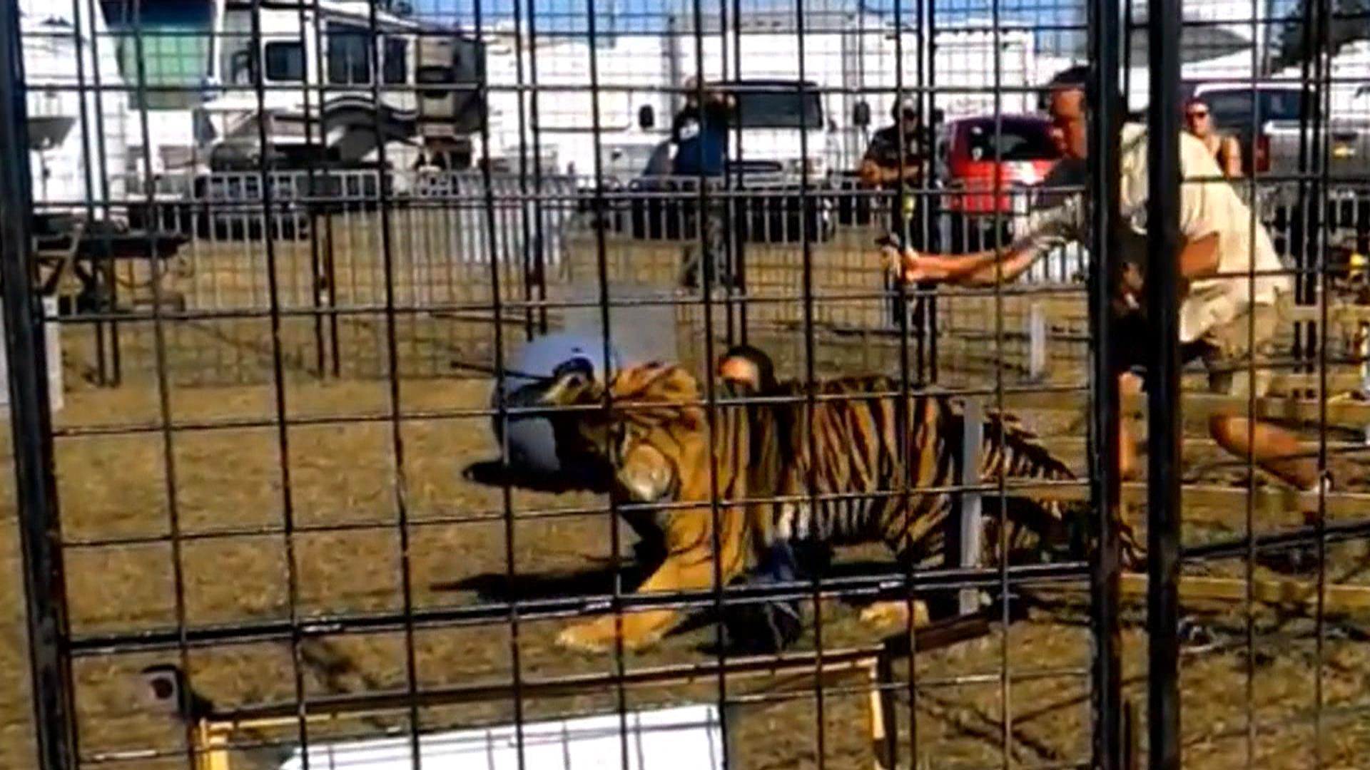 Tiger attack caught on camera: Trainer clawed, dragged in front of children