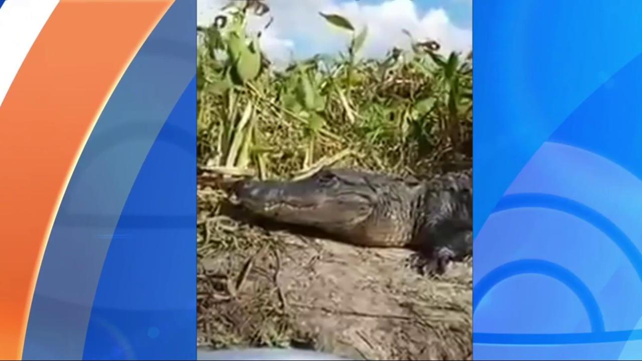 This video shows why you shouldn't get too close to alligators