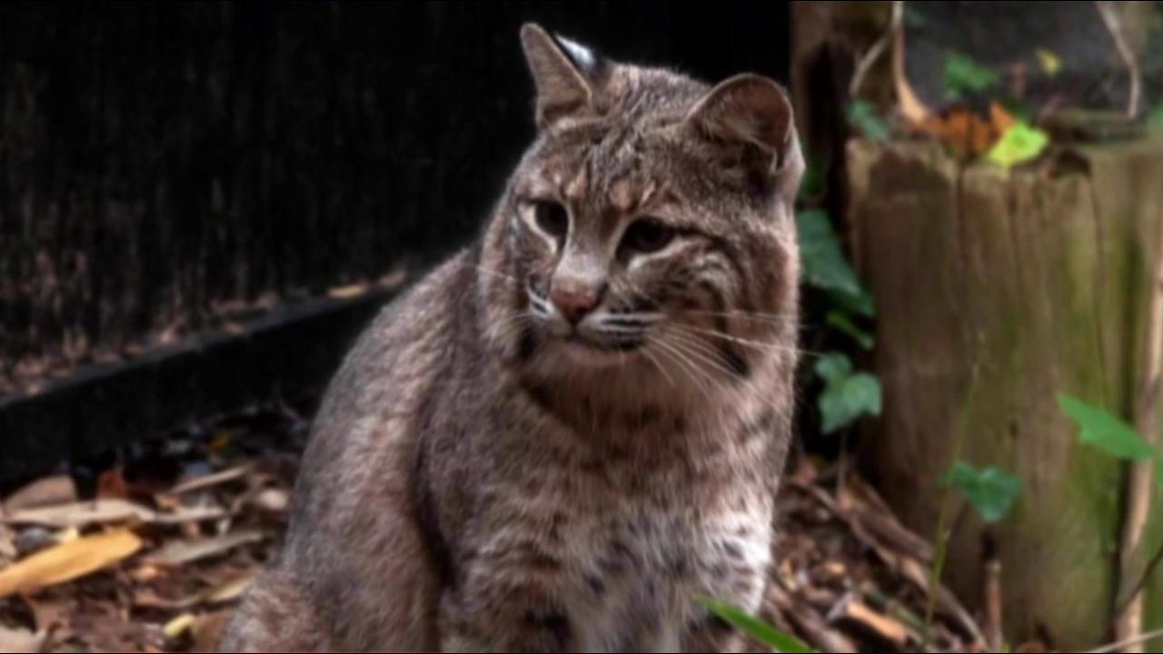 'Ollie' the bobcat missing from National Zoo; Virginia Zoo still in search of red panda