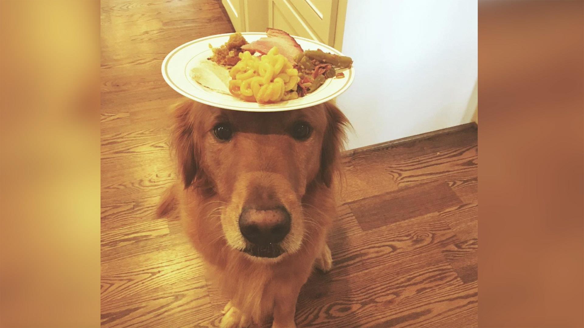 Unbelievable dog can balance anything on his head or nose - TODAY.com