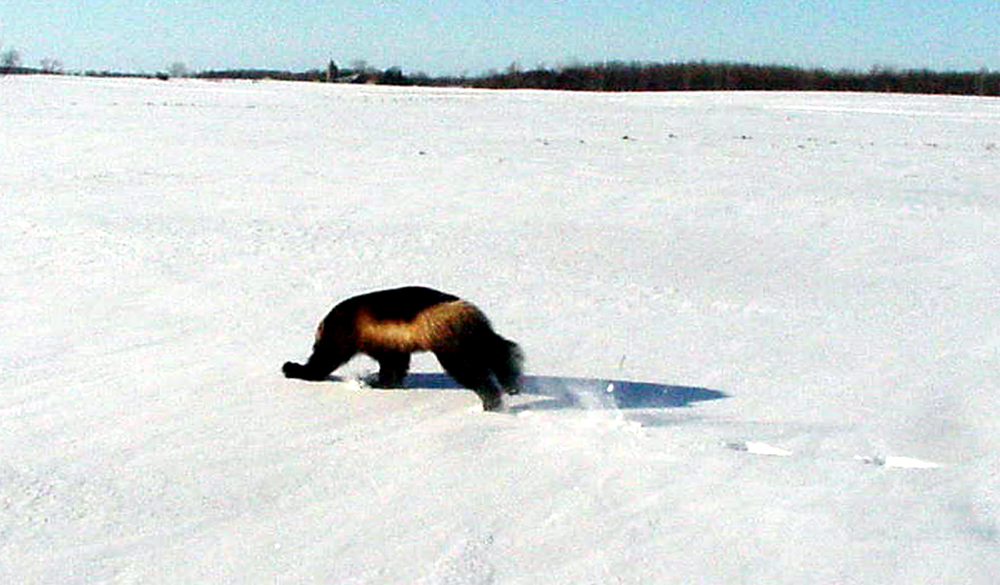First Michigan wolverine spotted in 200 years