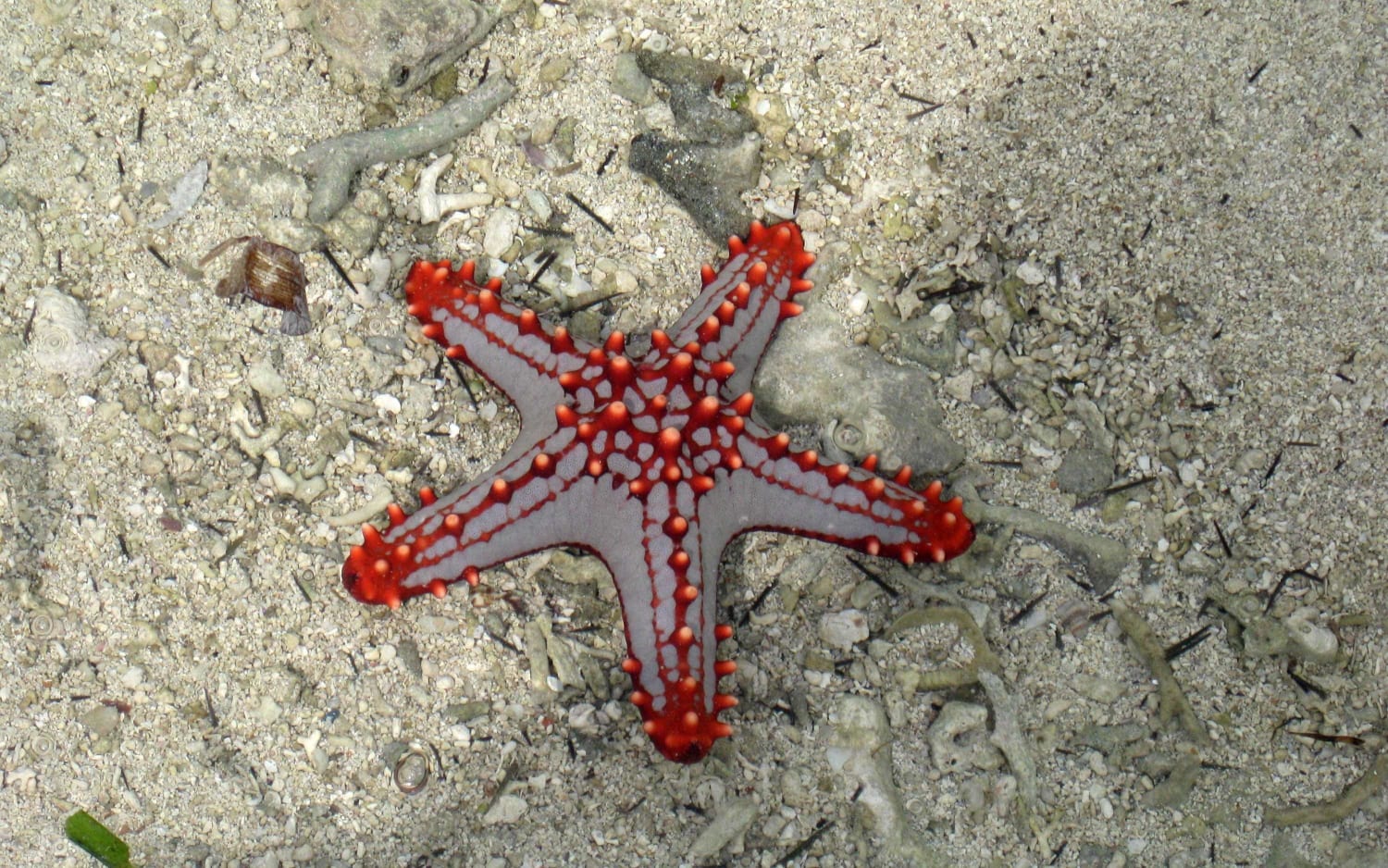 Starfish - The Animal Kingdom