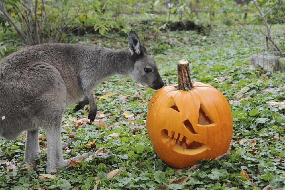 Zoo animals have a smashing (pumpkins) good time!