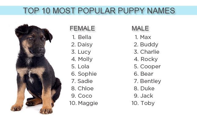 Bella, Bentley, Molly, and Max ... again? Top puppy names of 2012