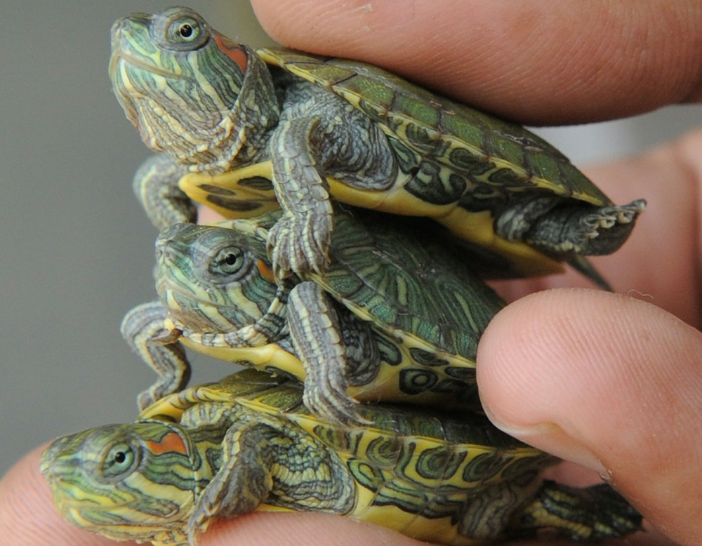 pet turtles that stay small
