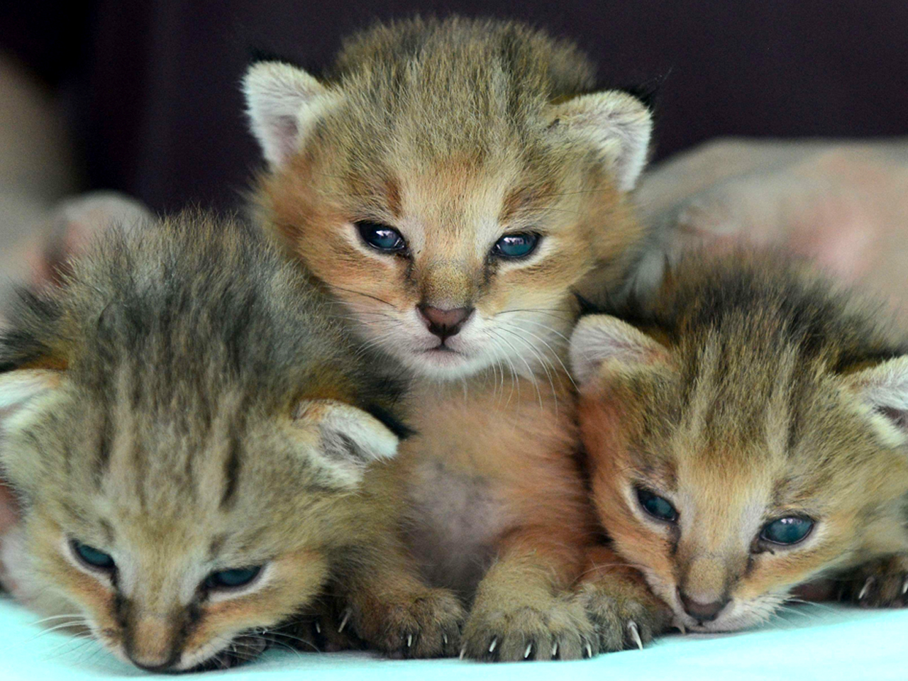 Fuzzy lynx kittens and 27 more amazing animal photos