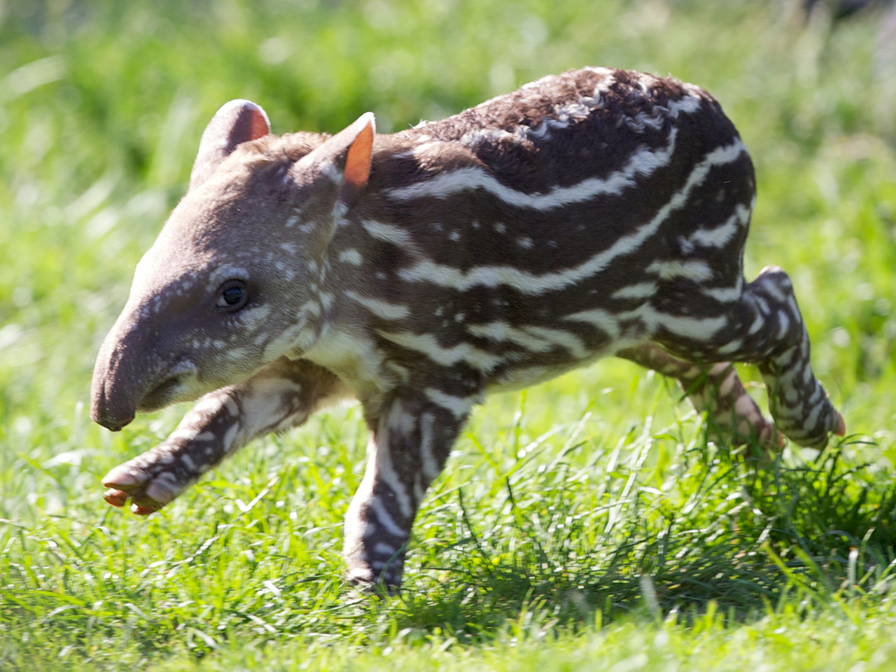 6C8229785-tdy-130711-AT-tapir-08.jpg