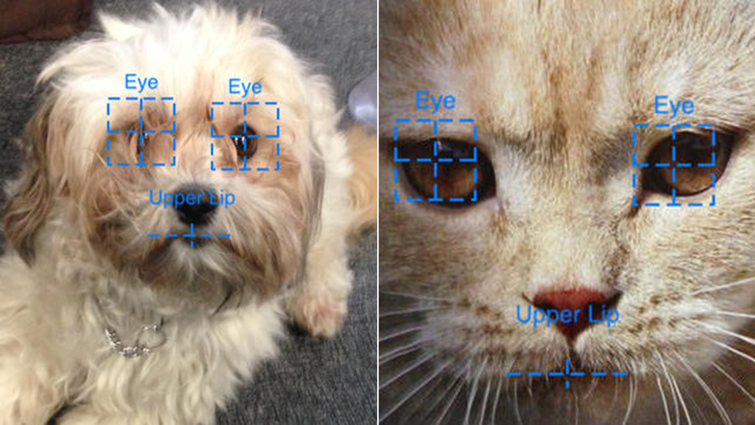 Lost and found: App uses facial recognition technology to find missing pets