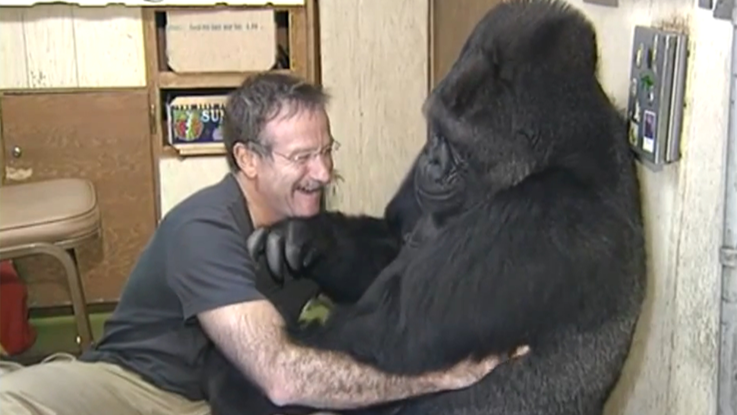 Robin Williams mourned by Koko the gorilla