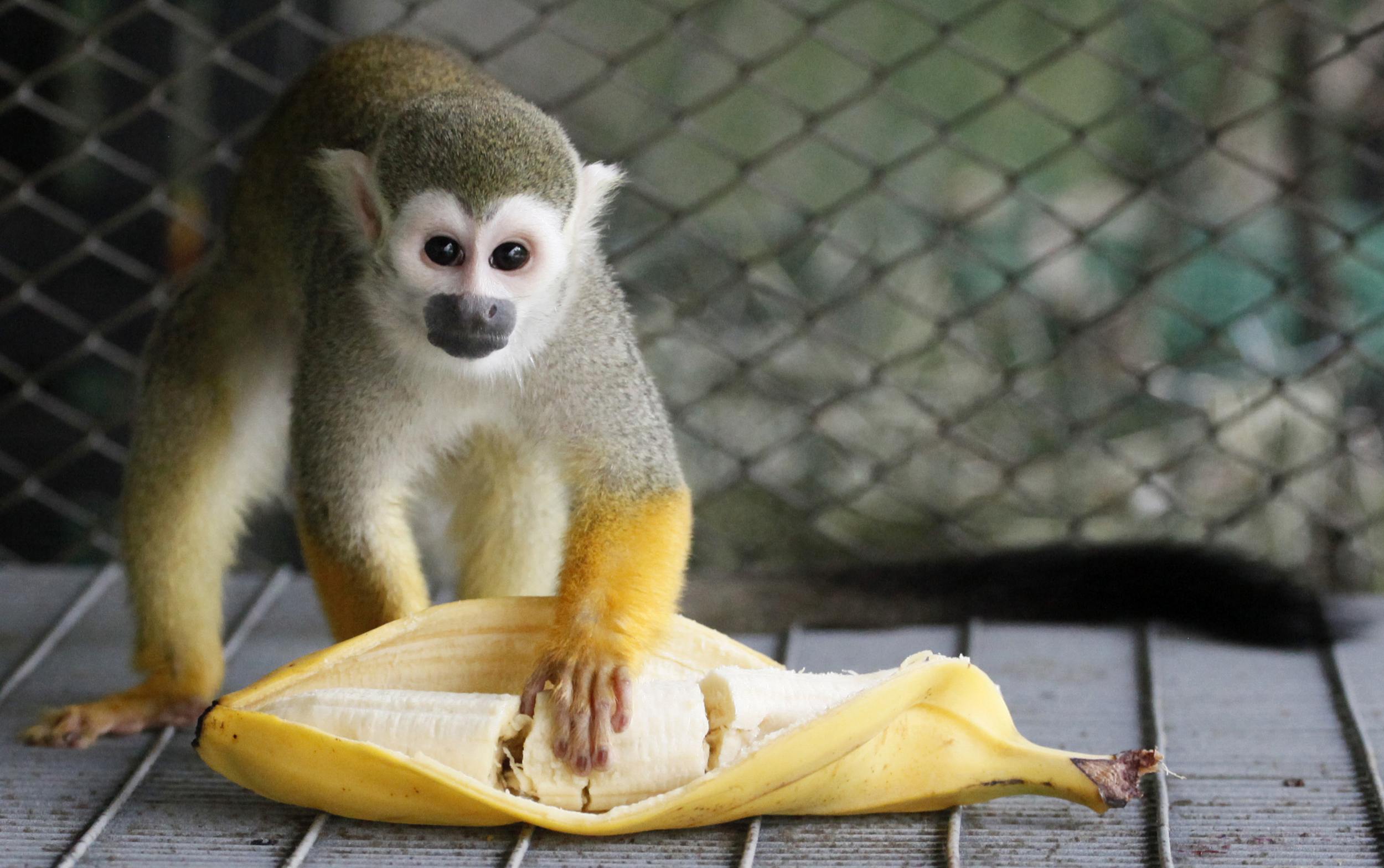 Zoo bans monkeys from eating bananas as it's 'equivalent to giving them  cake'