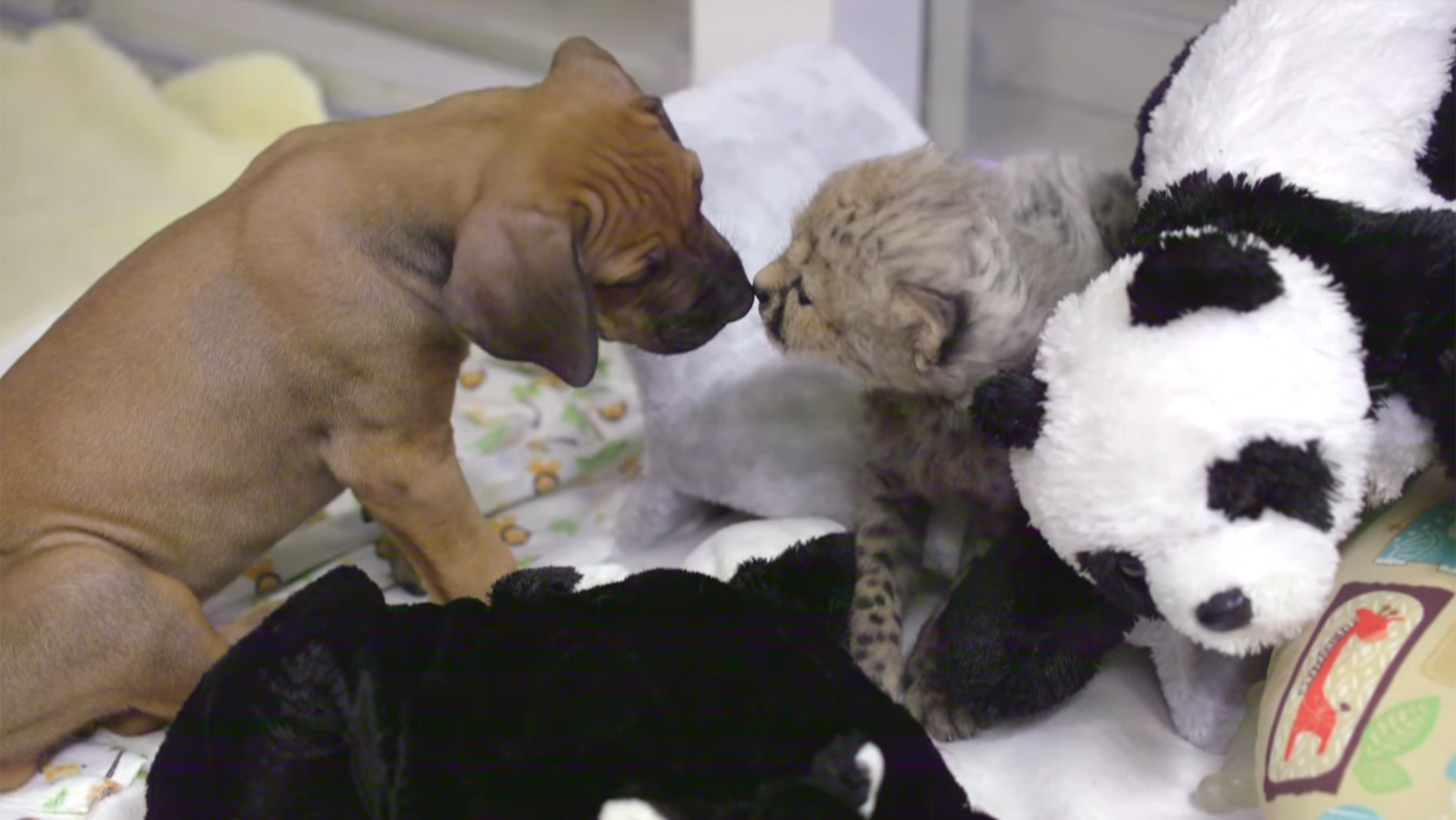 Cuddle buddies! Cheetah and pup make the ultimate siblings
