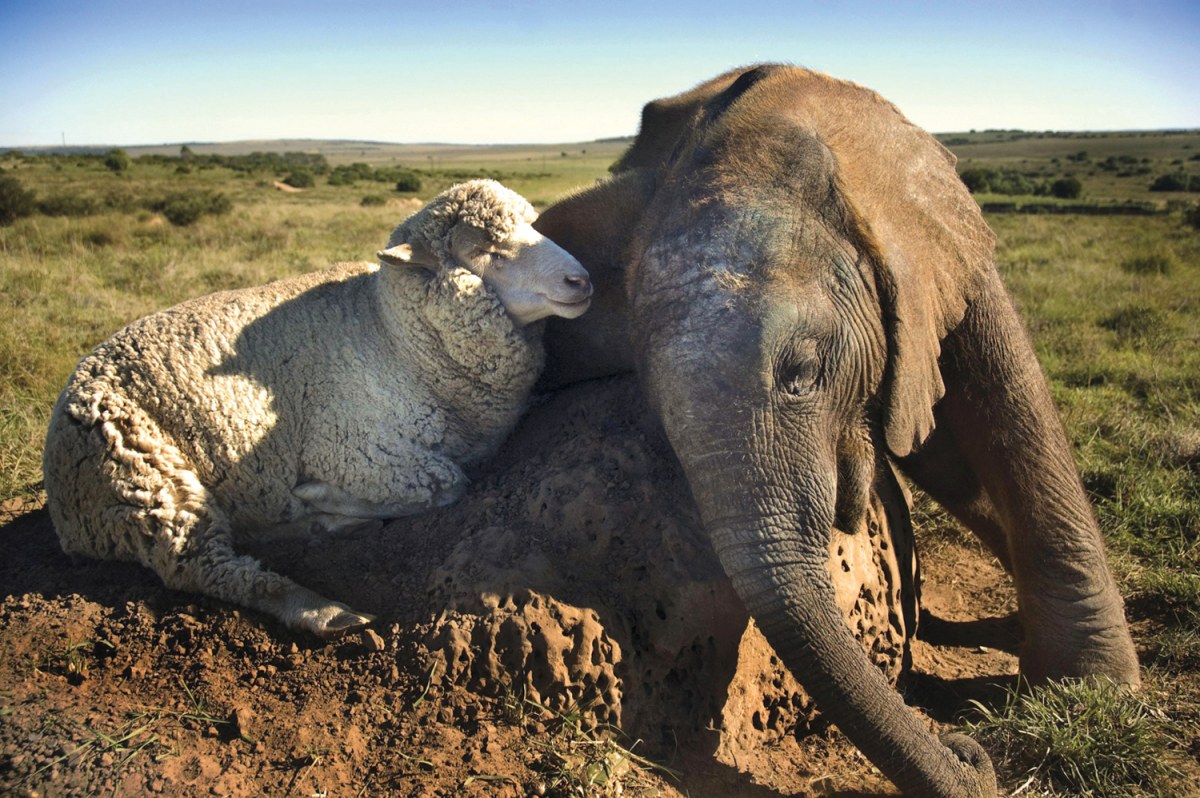 ss-111014-unlikely-friends-elephant-sheep.ss_full.jpg