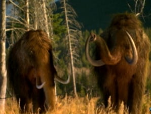 Can scientists clone the woolly mammoth?