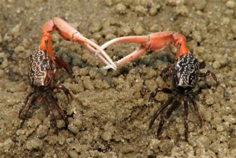 Crabs From Sex 115