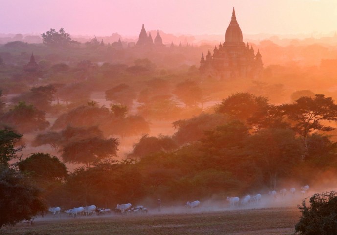 Image: A herder and his cattle pass in front of the ancient pagodas at Bagan, Myanmar on Feb. 3.