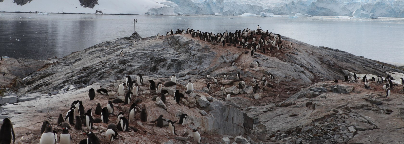 Penguins Antactica