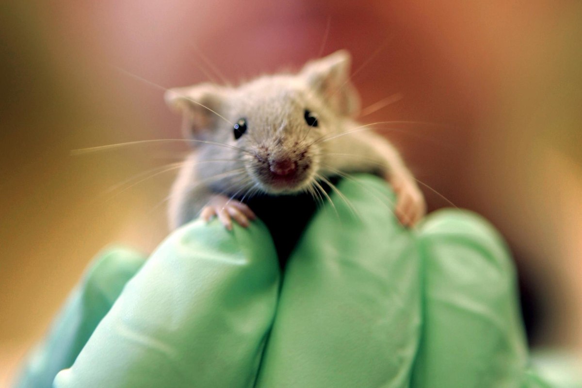More Animals Used in Lab Experiments, Study Finds - NBC News