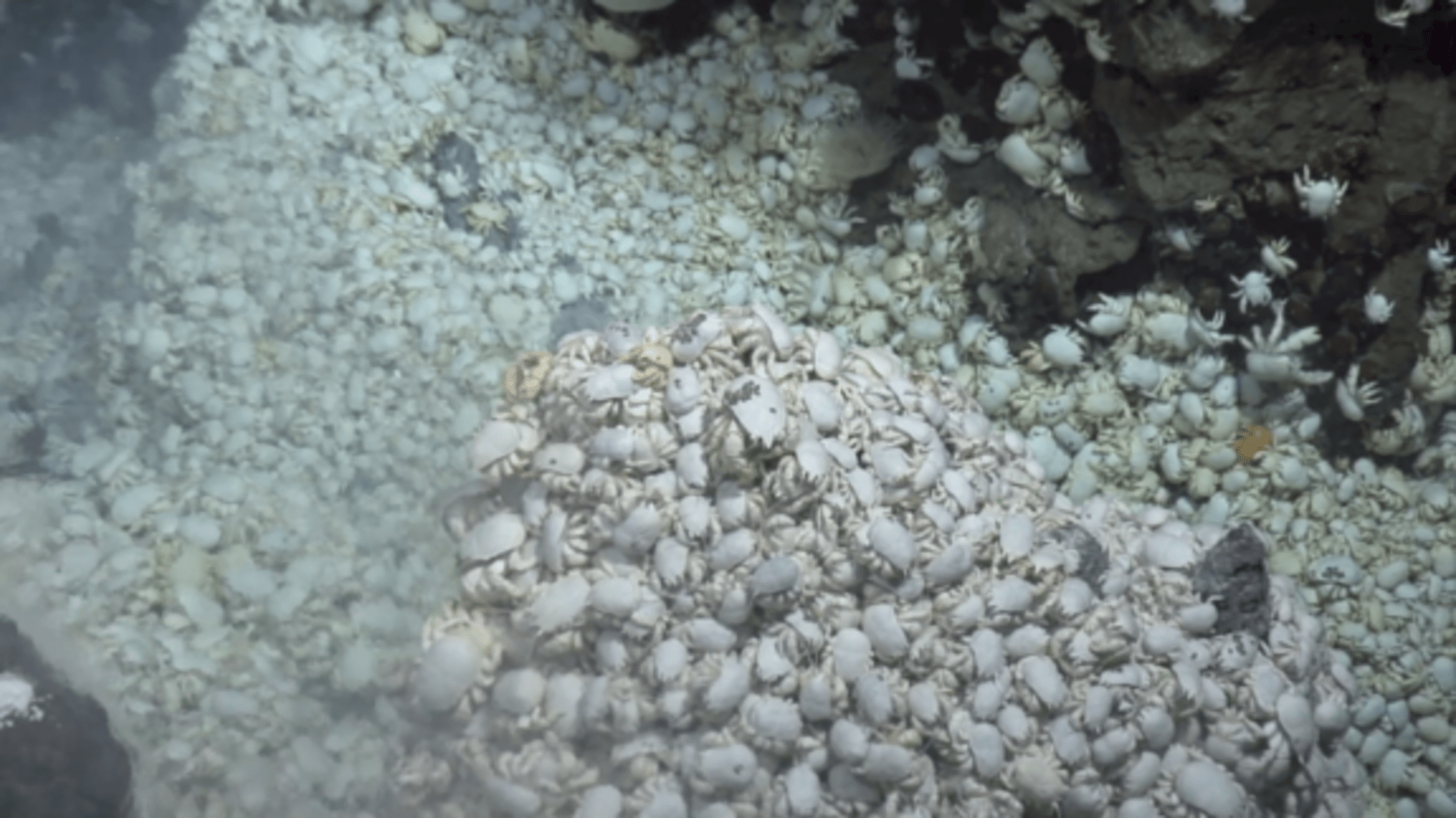 Antarctic Yeti Crab Uses Hairy Chest to Grow Food NBC News