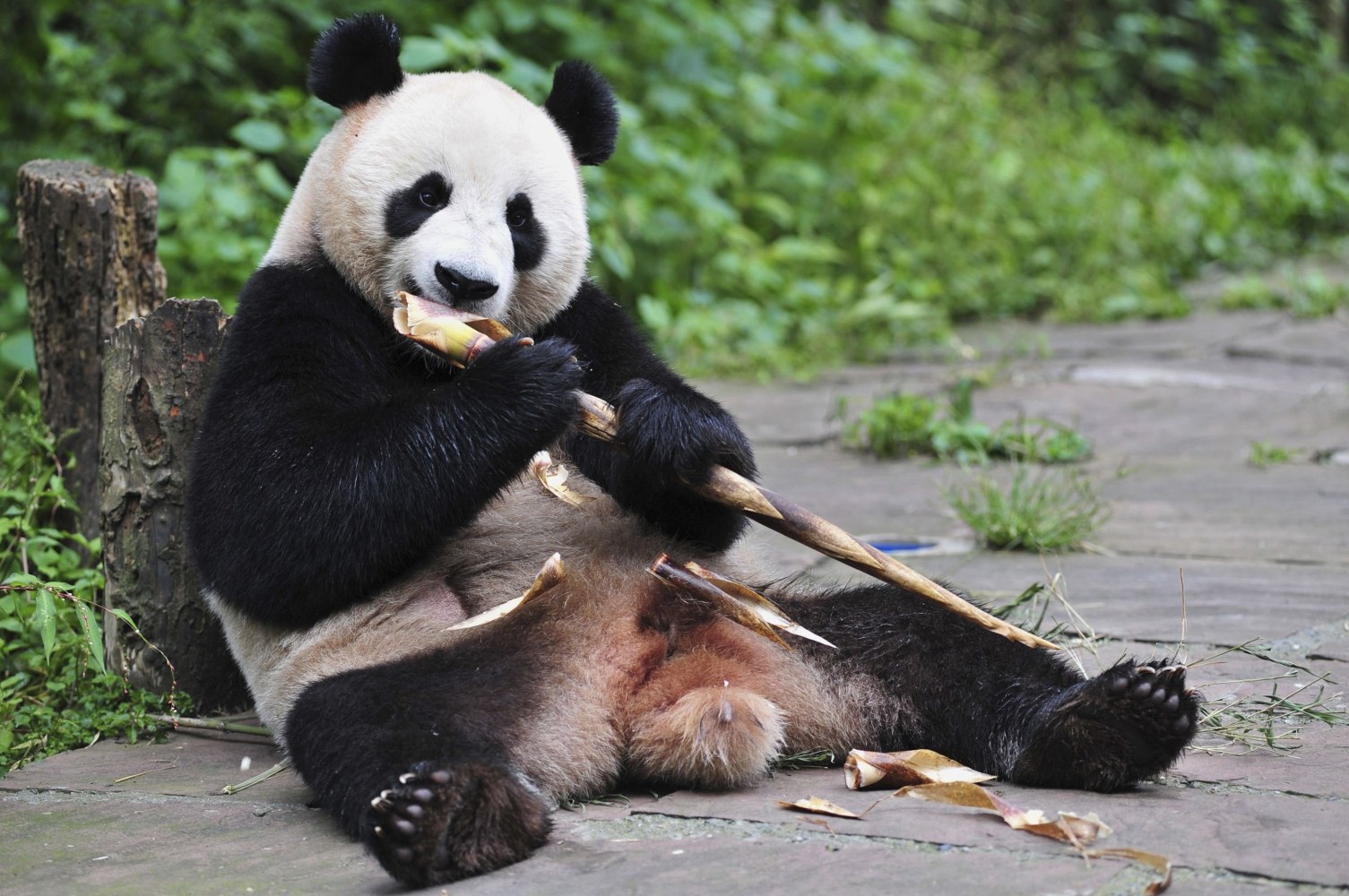 Bear Necessities: Scientists Explain How Pandas Survive Eating Just ...