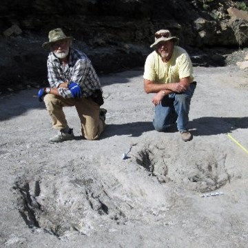 Ground Scrape Marks Hint at Frenzied Sex Habits of Dinosaurs