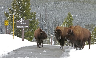 160225-bison-on-road-near-old-faithful-y