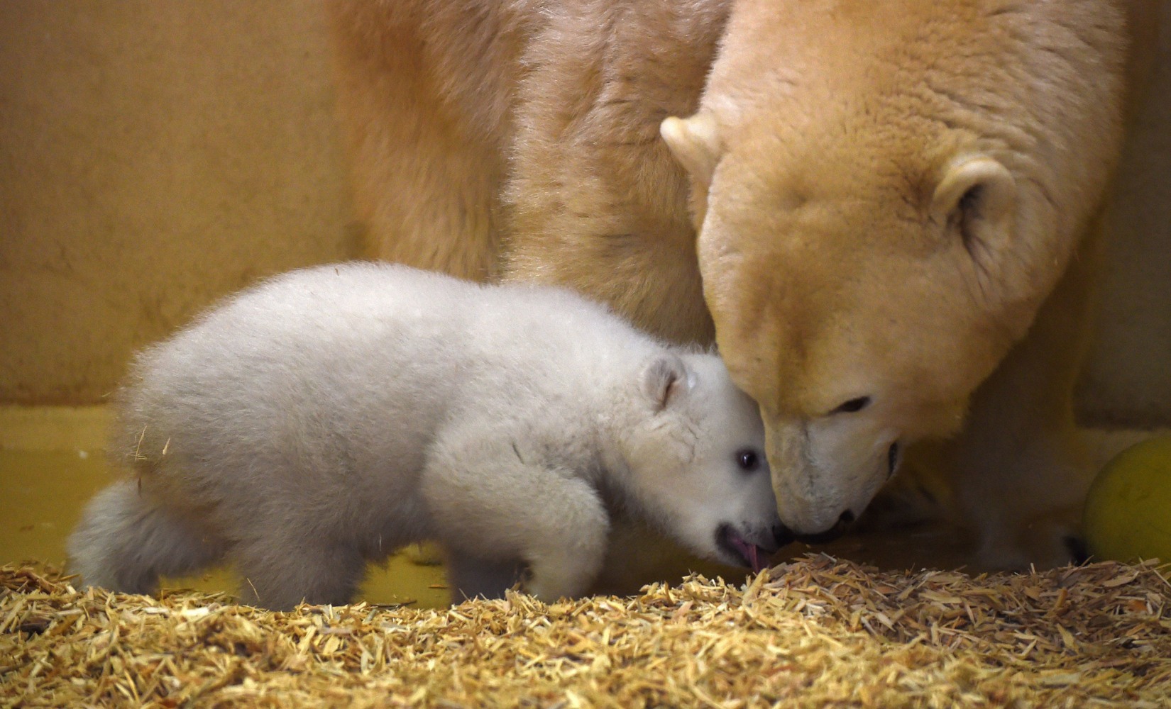 Peek-a-Boo! Baby Polar Bear Ventures Out of Birth Cave ...