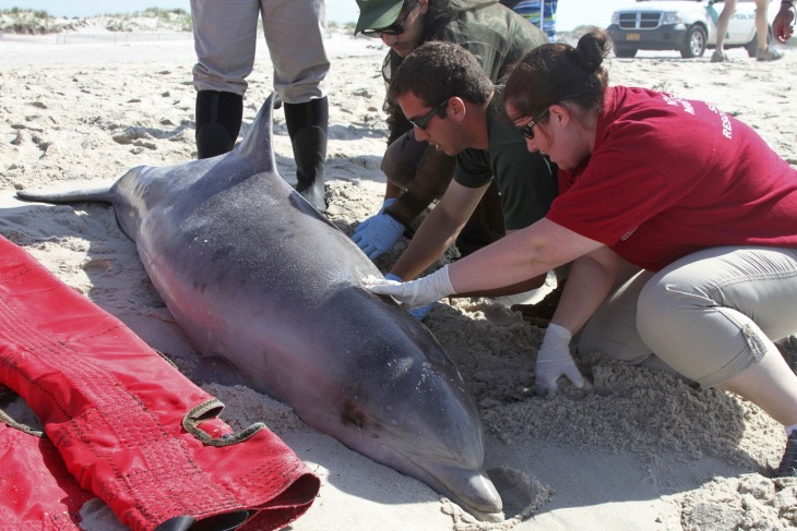 Officials examine a dead bottlenose dolphin that washed ashore on the Long Island, New York shoreline in this August 9, 2013 handout photo courtesy of...