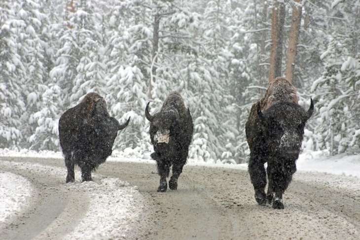Yellowstone Buffaloes