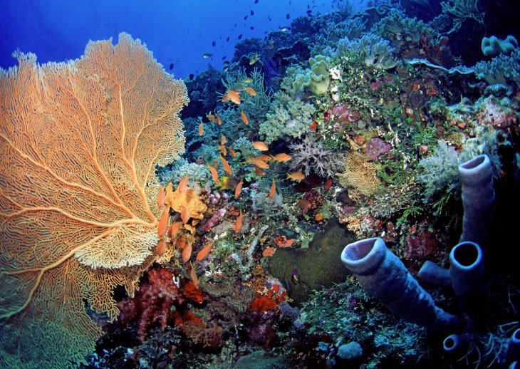 Coral reef ecosystem in Indonesia