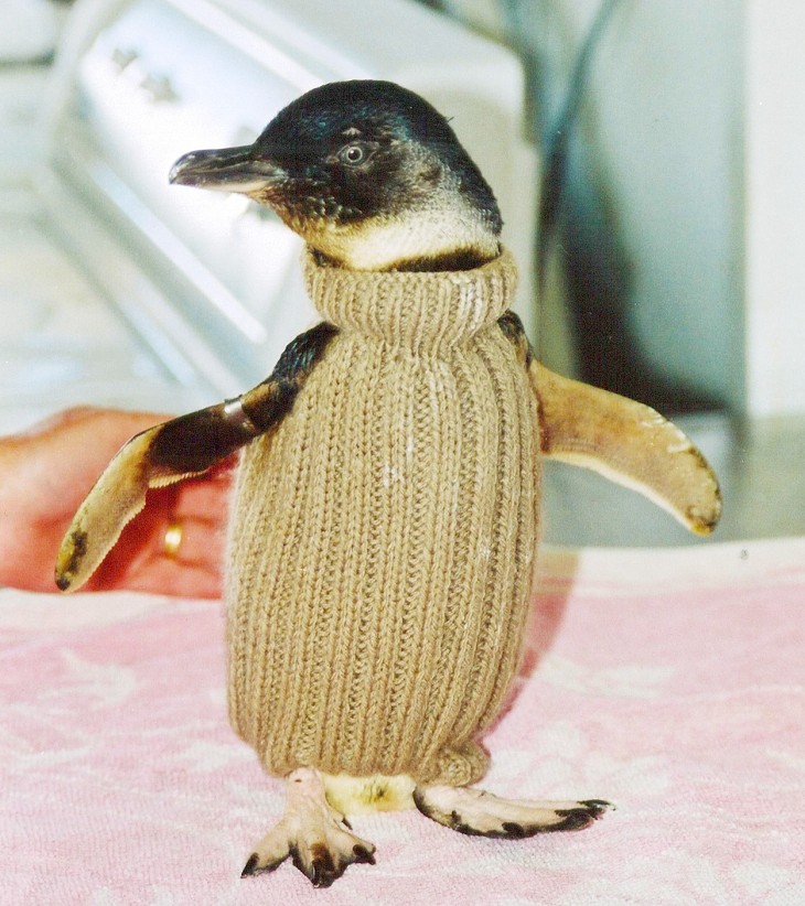 Little Penguin in knitted sweater