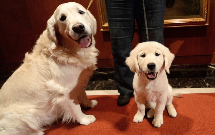 A puppy and adult Golden Retriever pose as the 2013 most popular dog breeds in the US are unveiled to the press at the American Kennel Club in New Yor...