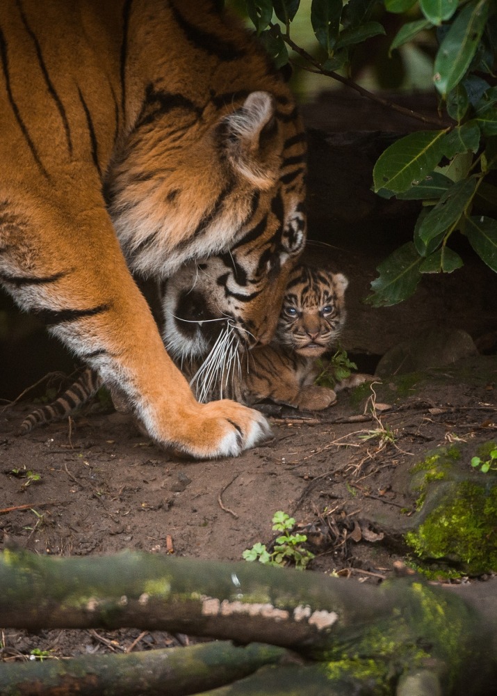 Τίγρης τιγράκια νεογέννητα 