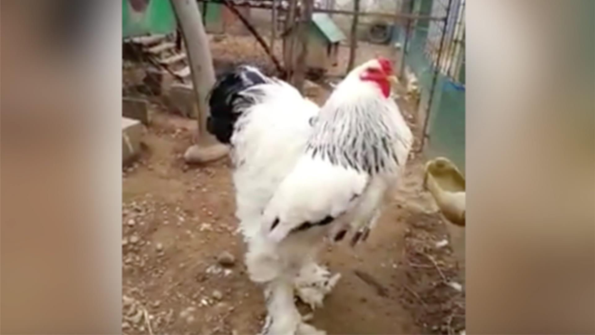 5 things you should know about the GIANT Brahma Chicken –