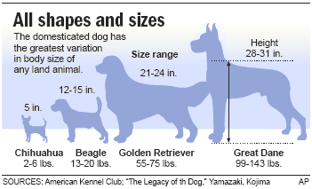 Big dog, little dog, it’s in the genes - Health - Pet health | NBC News