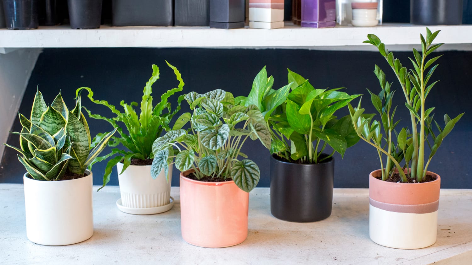 Indoor Houseplants You Can T Kill Unless You Try Really Really Hard