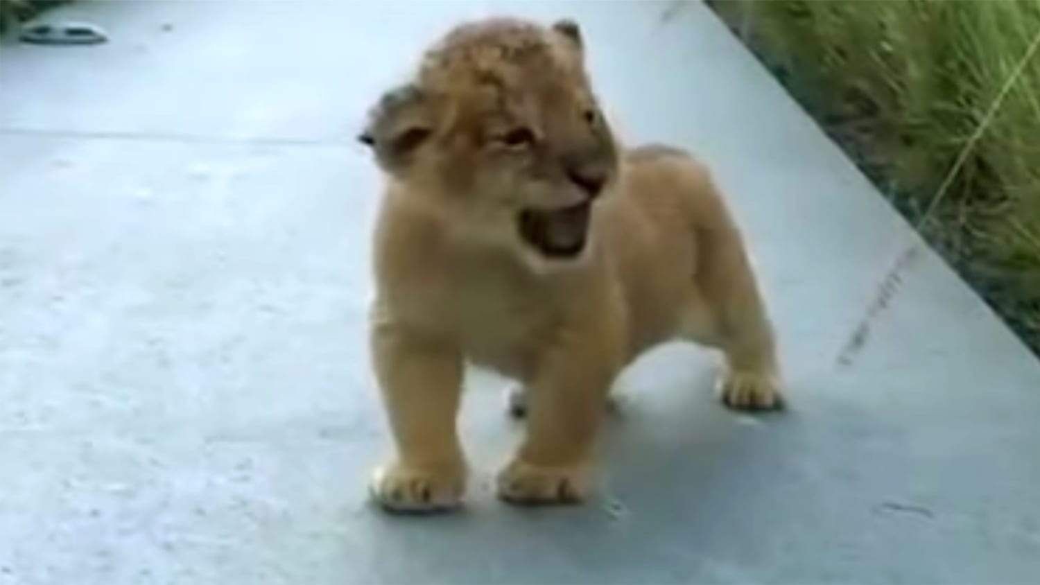 Image result for the littlest roar lion