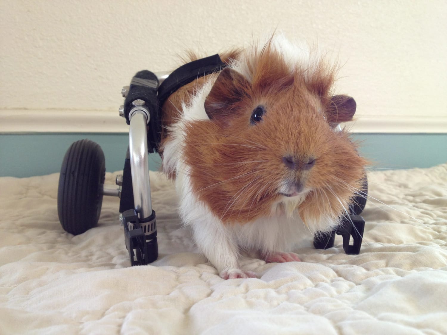 Meet Estella: The guinea pig that uses 