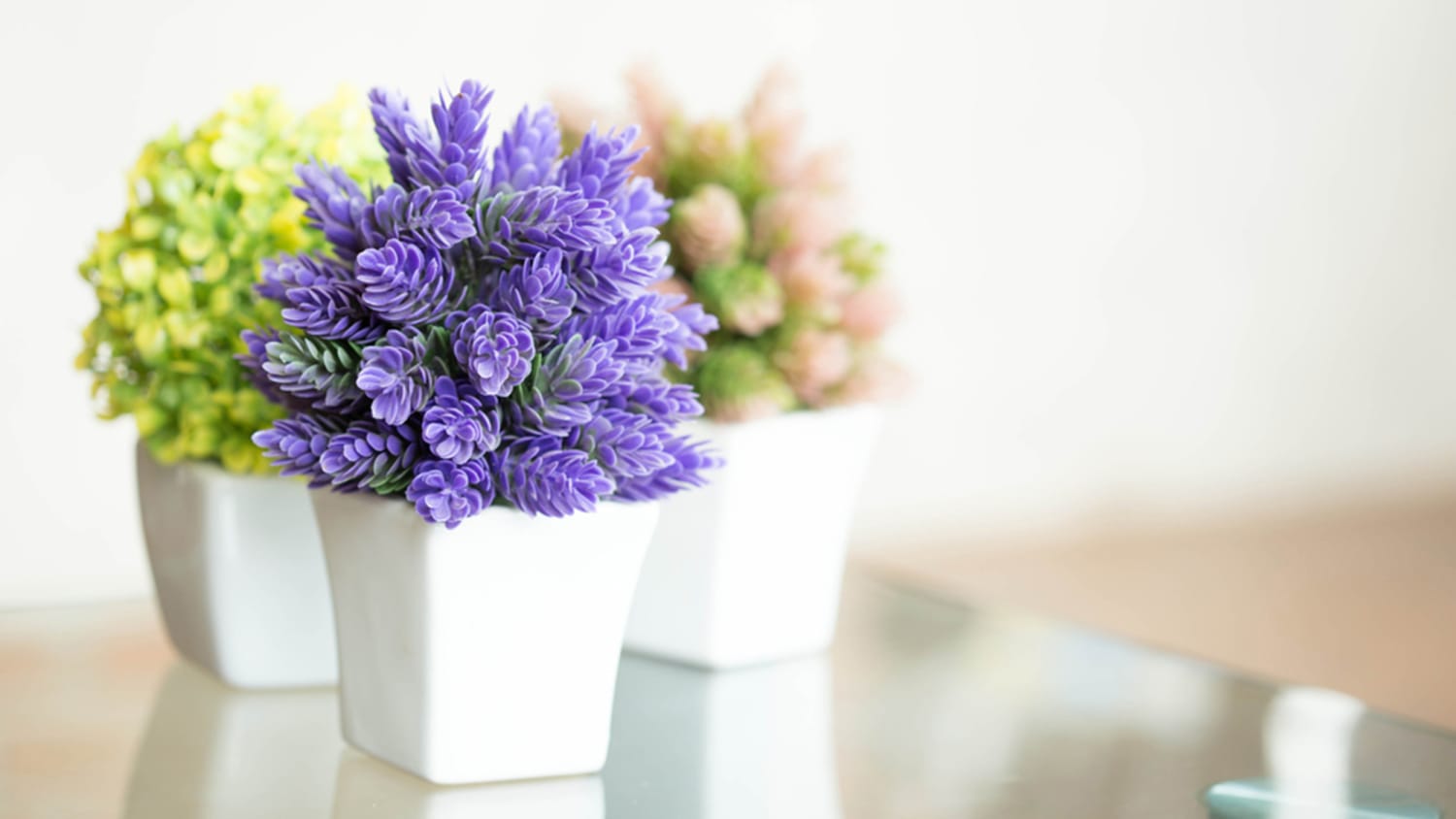 the 16 prettiest and most colorful indoor flowering plants