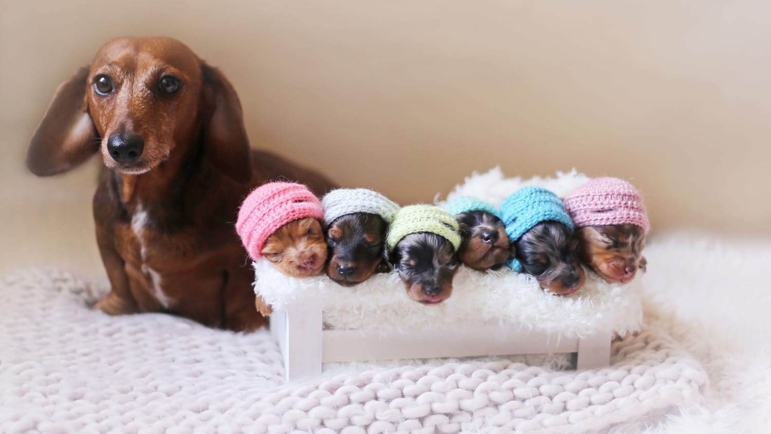 6 Newborn Puppies Fetch Smiles In Photo Shoot With Mom See The Pics