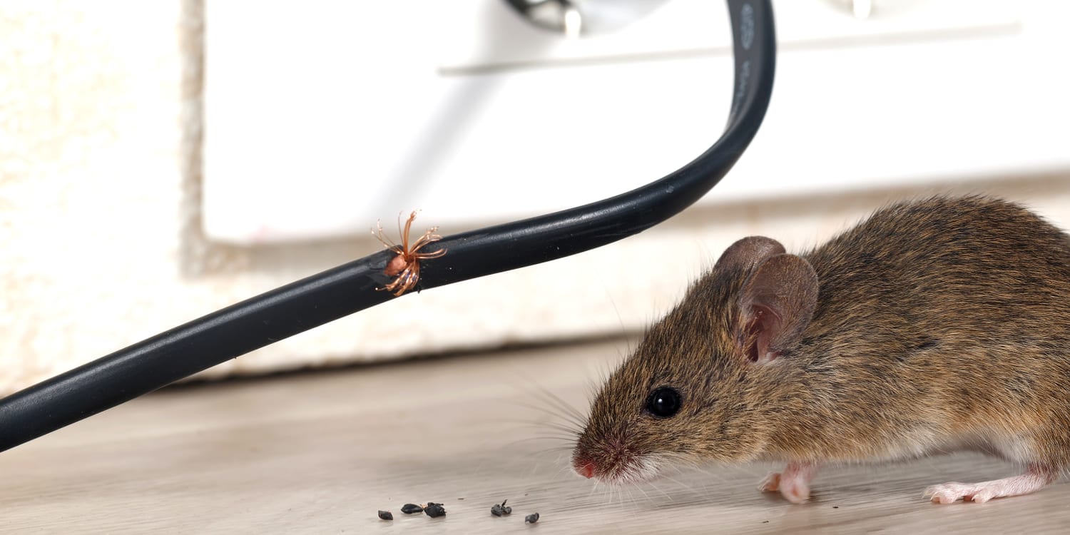 get rid of mice and rats in the house