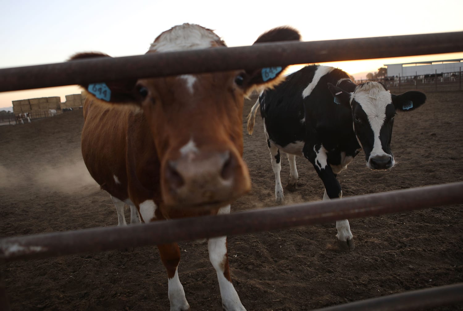 Fda Approves Drug To Make Cow Manure Less Stinky