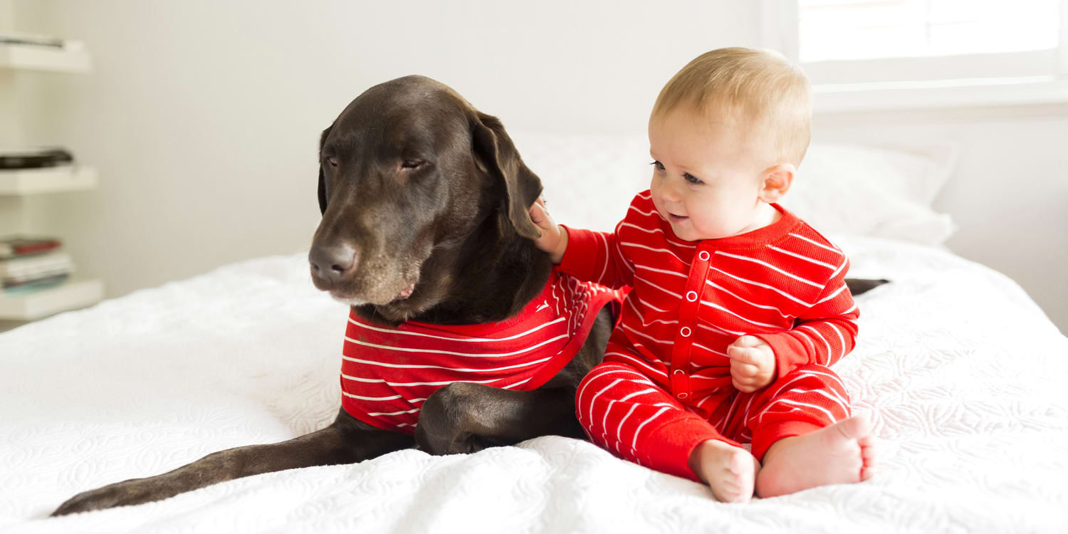 Family Pajamas Including Dog 2024