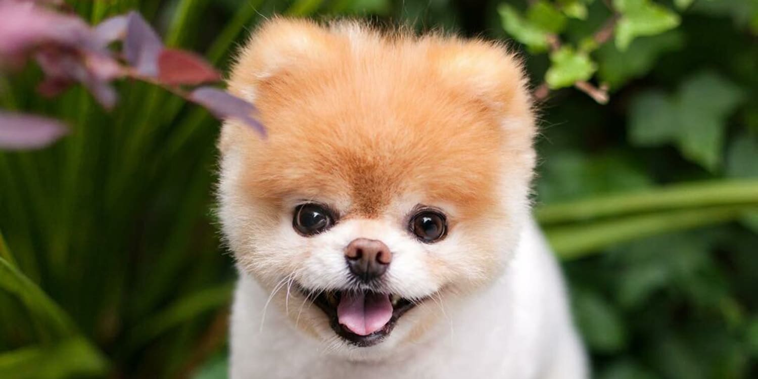 cutest dog' Boo died of a broken heart 