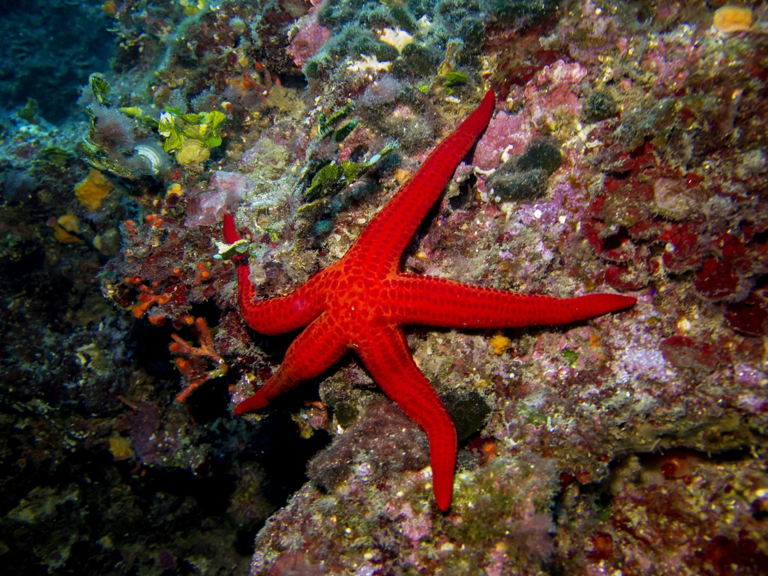 Warming oceans may be choking off oxygen to starfish, causing them to  'drown