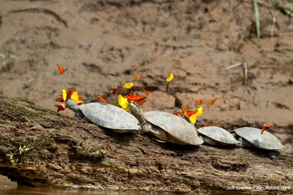 A far cry from normal: Amazonian butterflies drink turtle tears