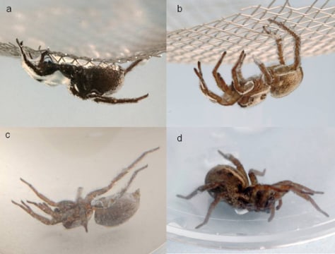Image: reanimated spiders
